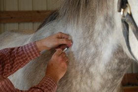 TH_LEGACY_IMAGE_ID_559_vaccinating_gray_horse.JPG
